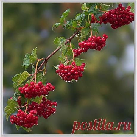 Как косметическое средство, калина показана всем.
