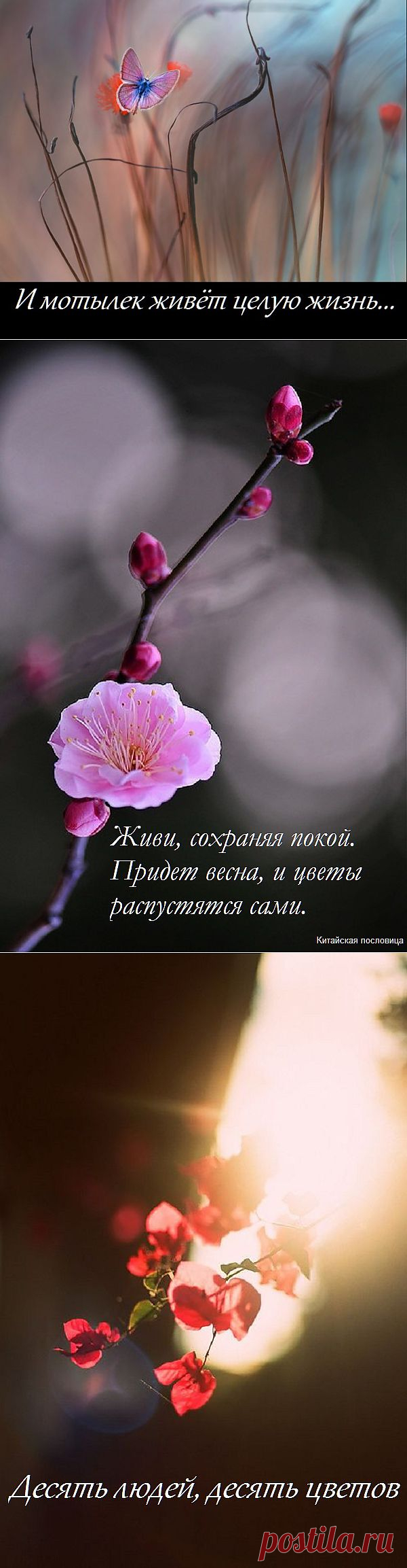 OWL Блюз - Восточное...