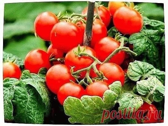 Помидоры для ленивых