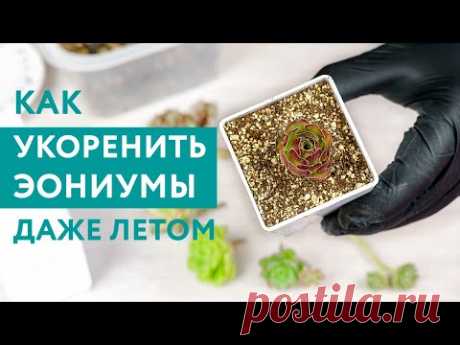 Эониумы: размножение черенками даже летом