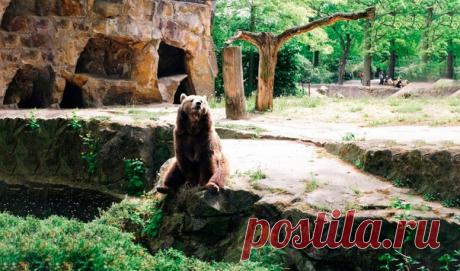 У медведя-стримера по кличке Мансур будет свой бассейн! В наши суровые дни сделать ремонт, или обновить фасад, становится непосильно задачей. Всему виной сложная экономическая ситуация, высокие цены на материалы и крайне невысокие зарплаты у большинства российских граждан. Но то, что не под силу обычному человеку, то для медведя не проблема! Медведь, правда, не совсем обычный. Это медведь-стример по кличке Мансур. Он является главным …