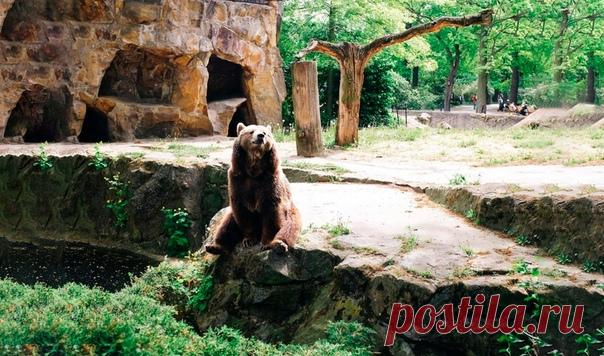 У медведя-стримера по кличке Мансур будет свой бассейн! В наши суровые дни сделать ремонт, или обновить фасад, становится непосильно задачей. Всему виной сложная экономическая ситуация, высокие цены на материалы и крайне невысокие зарплаты у большинства российских граждан. Но то, что не под силу обычному человеку, то для медведя не проблема! Медведь, правда, не совсем обычный. Это медведь-стример по кличке Мансур. Он является главным …
