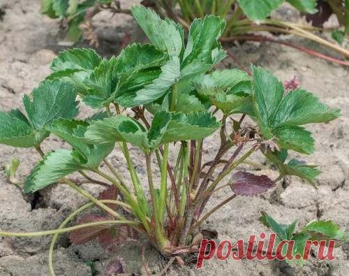 Как обновить старые кусты земляники