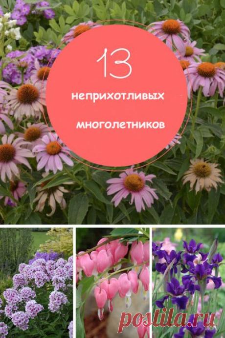 Откройте для себя неприхотливые многолетники. Мы составили свою подборку. 
1. Ирис сибирский 
Самыми практичными и выносливыми из всех ирисов являются сибирские. Красота их цветения и разнообразие видов и сортов не уступит бородатым. Надежные, стойкие, долговечные, требующие минимальной заботы и выживающие и без нее, сибирские ирисы образуют эффектные куртины и красуются широкой палитрой акварельных окрасов от нежнейших голубых и сиреневых до пурпурных, кремовых, фиолетовы...