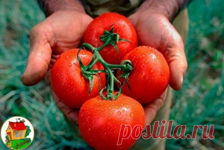 🍅Томаты. Как помешать своему урожаю...
• Ошибка №1 - Загущение посадок, особенно в теплицах. Нормальное расстояние и в ряду, и между рядами - 60-70 см. При этом кусты всегда формируют в один стебель: все пассынки обязательно выщипываются в зародыше. Секрет успешного выращивания - Не допускать смыкания и взаимного перекрывания листвы соседних кустов. Плети разводят на шпалеры