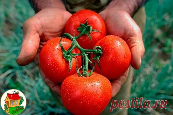 🍅Томаты. Как помешать своему урожаю...
• Ошибка №1 - Загущение посадок, особенно в теплицах. Нормальное расстояние и в ряду, и между рядами - 60-70 см. При этом кусты всегда формируют в один стебель: все пассынки обязательно выщипываются в зародыше. Секрет успешного выращивания - Не допускать смыкания и взаимного перекрывания листвы соседних кустов. Плети разводят на шпалеры
