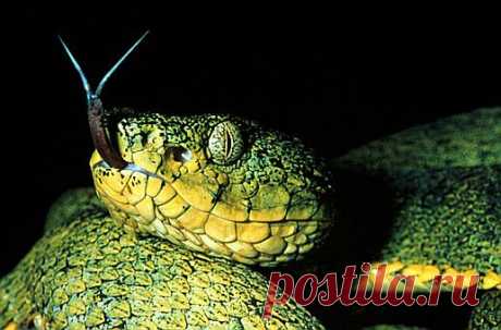 Two-striped forest-pitviper (Bothriopsis bilineata), northeast Ecuador.