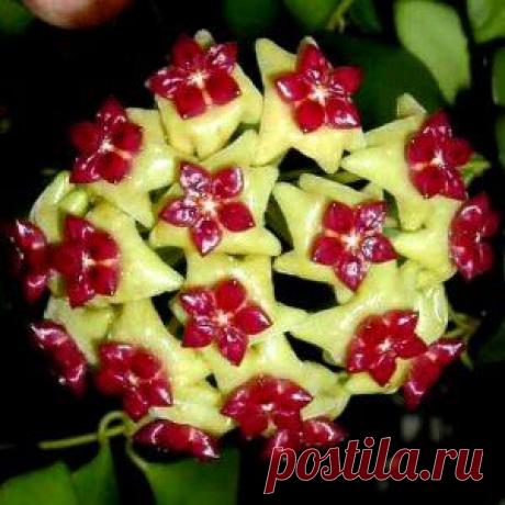 Выращиваем хойю