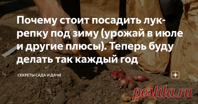 Почему стоит посадить лук-репку под зиму (урожай в июле и другие плюсы). Теперь буду делать так каждый год Верно говорят: правила существуют, чтобы их нарушать. На своем опыте убедилась, что репчатый лук стоит сажать осенью.
В том году я прочитала способ в интернете. Положительные комментарии других дачников заставили меня рискнуть. Посадила на пробу только небольшую грядку, примерно метр на метр, чт