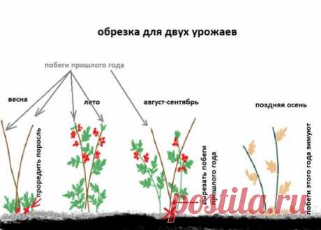 Обрезка ремонтантной малины осенью: когда и как обрезать, чтобы был хороший урожай, схемы и видео