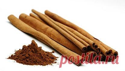 Специи и пряные травы. Корица