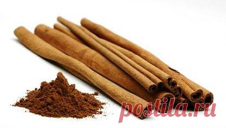 Специи и пряные травы. Корица