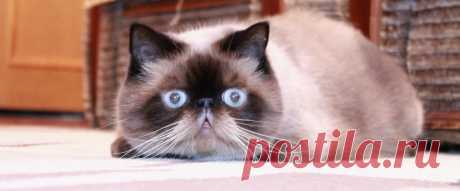 ˙˙·٠•● ☆ Official Public Page Кот экзот Sancho☆