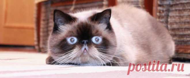 ˙˙·٠•● ☆ Official Public Page Кот экзот Sancho☆