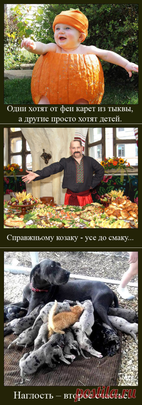 Гусь свинье - не товарищ. Так называется новая подборка демотиваторов и фраз юмориста Александра Крутоуса.