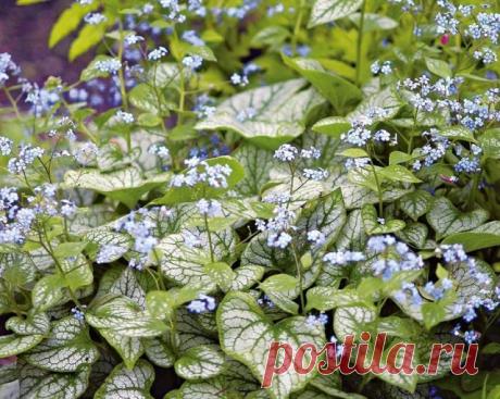 Бруннера
Голубые соцветия бруннеры (Brunnera) расцветают весной одними из первых, вместе с тюльпанами и поздними нарциссами. Лёгкие, ажурные цветоносы появляются задолго до того, как из земли взойдут стрелки молодых листьев.
