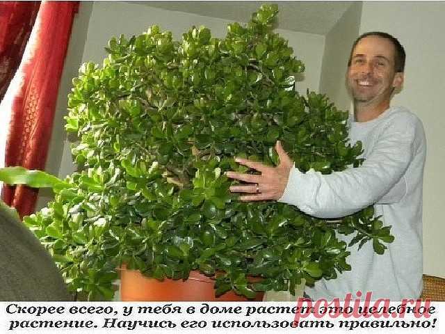 Толстянка, или денежное дерево, — растение, которое есть дома практически у каждого. Одних она привлекает своим внешним видом, другие верят в то, что она способна привлечь деньги в дом. 
 
Но не все знают, что толстянку можно также выращивать и с пользой для здоровья. Ее целебные качества помогут избавиться от множества недугов, ведь она обладает противовоспалительными, противовирусными и бактерицидными свойствами. 
 
Способы лечения толстянкой 
 
Ожоги, ушибы, растяжения,...