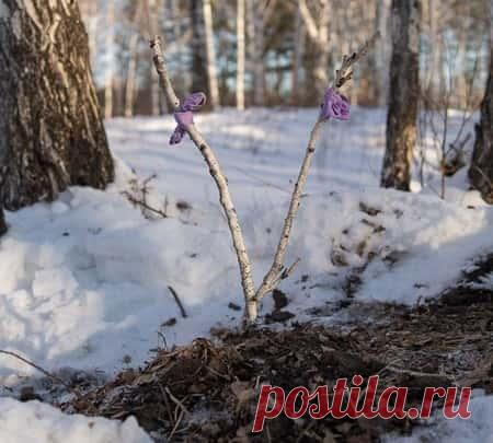 В статье рассказывается о том, как похоронить домашнее животное зимой и где это можно делать: во дворе, возле дома? Что говорит закон?
