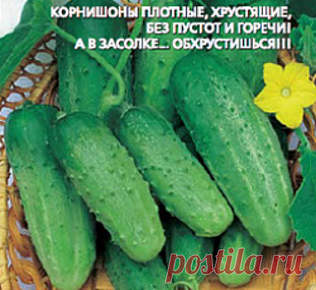 Огурец Хрустящий семена - низкая цена, описание, отзывы, продажа