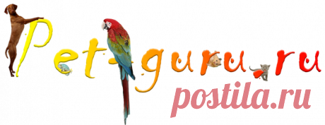 pet-guru.ru - Зоомагазин для тех кто сильно любит своих питомцев -только проверенные временем специально отобранные товары для ваших питомцев.Лучшие сухие и влажные корма,товары по уходу за питомцем только высочайшего качества по самым выгодным ценам