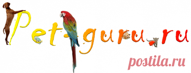 pet-guru.ru - Зоомагазин для тех кто сильно любит своих питомцев -только проверенные временем специально отобранные товары для ваших питомцев.Лучшие сухие и влажные корма,товары по уходу за питомцем только высочайшего качества по самым выгодным ценам