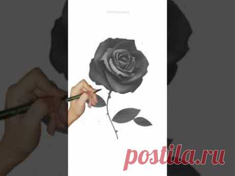 Нарисовала черную розу - YouTube