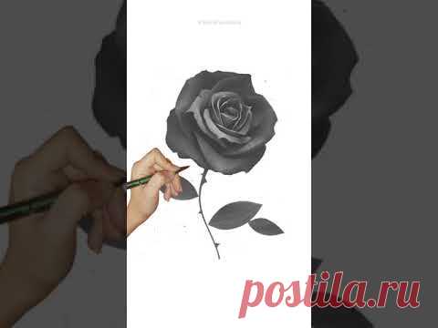 Нарисовала черную розу - YouTube