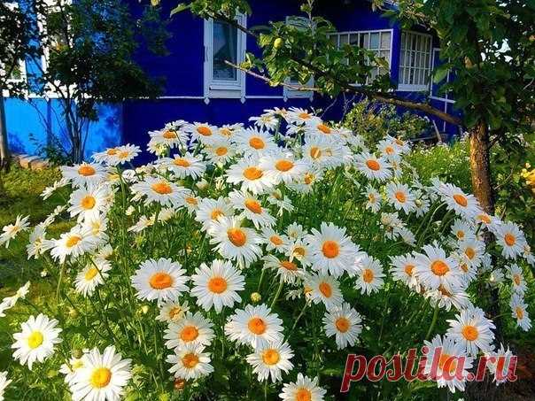 Любимая ромашка

Ромашки любимы многими народами, но наибольшую любовь снискали они в России. По преданию, ромашка вырастает там, где падает звезда с неба. У этого цветка много других названий: поповник, нивяник, белоголовник, солнечник, белюшка.
Показать полностью…