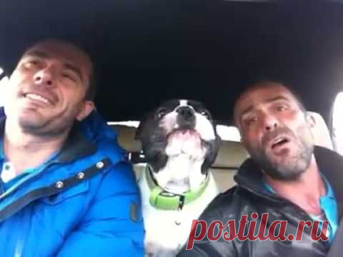 Так DogGone Смешно!Очаровательный Французик поет с  Josh Groban