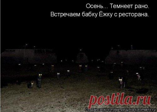 Новая котоматрица (39 фото)