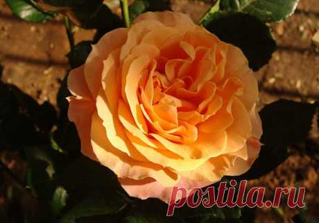 pridlidiya — «Донна Роза!» на Яндекс.Фотках