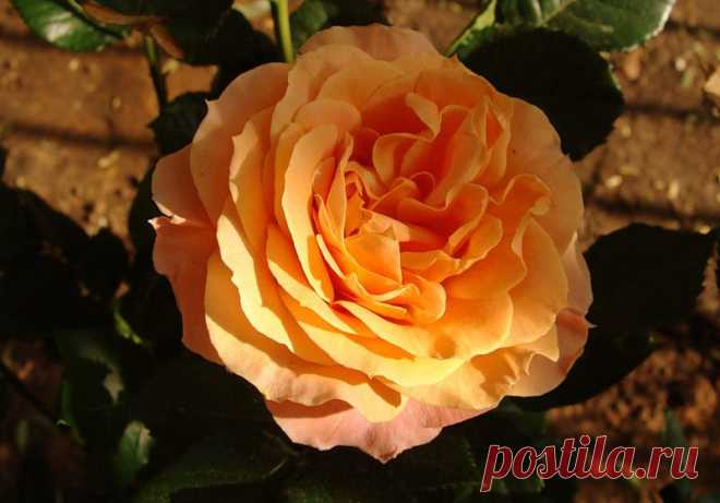 pridlidiya — «Донна Роза!» на Яндекс.Фотках