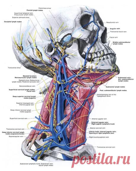 Topographische Anatomie Des Menschen («Топографическая анатомия человека»)