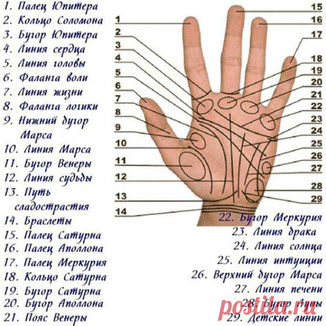 Браслеты на запястье в хиромантии: 1, 2, 3, 4 линия Браслеты на запястье в хиромантии. Расположение, форма линий и символы на них. Предсказания в сферах здоровья, карьеры, финансового положения, личной жизни и долголетия.