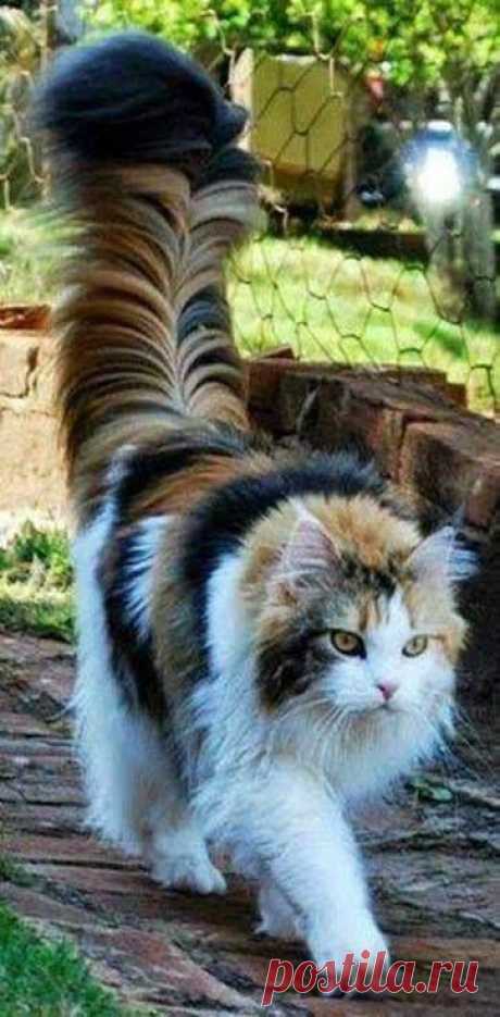 Chocolate Coloured Kitty - 8th December 2014