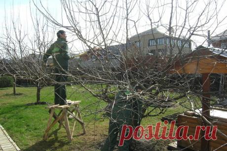 КАК ПРАВИЛЬНО УХАЖИВАТЬ ЗА ЯБЛОНЯМИ, ЧТОБЫ СОХРАНИТЬ И УВЕЛИЧИТЬ УРОЖАЙ ЯБЛОК.
 
Затяжная холодно-дождливая весна, традиционные уже заморозки сделали свое черное дело - яблок завязалось негусто. Хуже всего то, что этот жиденький урожай легко потерять. Но можно и наоборот - увеличить.
Поддерживающая терапия
В первую очередь надо «запустить корни» и кору яблонек. Все это сделать до примитивного просто. «Разогреваем кору» бороздованием. Прорезаем кору на ветвях и стволе вдоль...