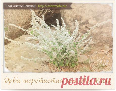 Трава эрва шерстистая и ее целебные секреты