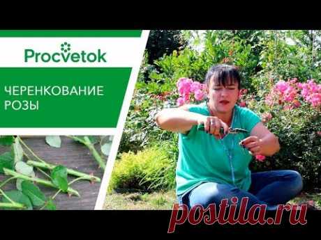 Розы БЕСПЛАТНО! Как вырастить Розы из черенков?