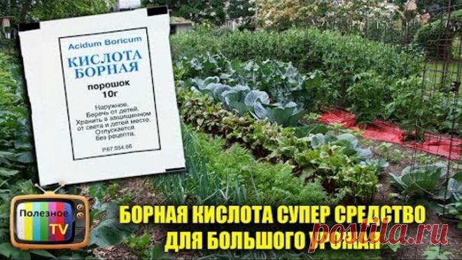 БОРНАЯ КИСЛОТА СУПЕР СРЕДСТВО ДЛЯ БОЛЬШОГО УРОЖАЯ ОГОРОДНЫХ КУЛЬТУР