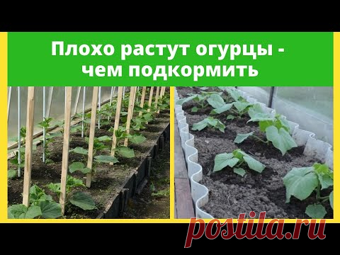 Медленно растут огурцы - чем  их в таком случае подкормить