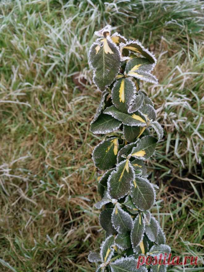 Бересклет Форчуна «Солнечное пятно» (Euonymus fortunei «Sunspot») зимой