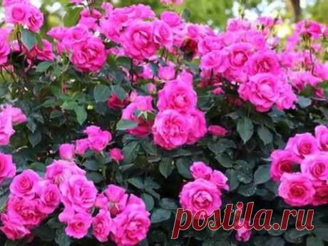 Плейкаст «САД ЛЮБВИ»