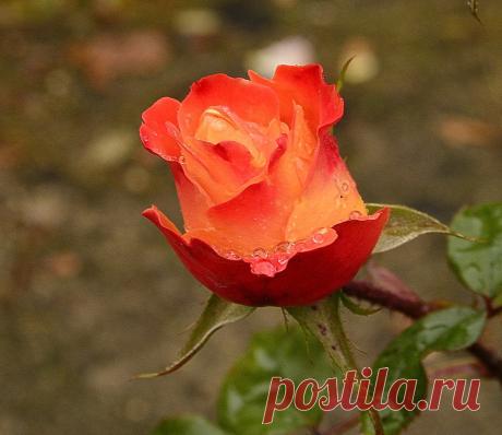 Голосование Мисс/Мистер