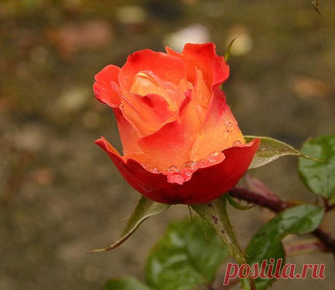 Голосование Мисс/Мистер