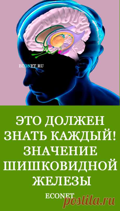 Это должен знать каждый! Значение шишковидной железы

Шишковидная железа. Ее еще называют эпифизом или пинеальной железой. И именно в результате работы эпифиза в обновленных условиях, проще говоря, изменения волновой частоты, у человека и открывается духовное видение.