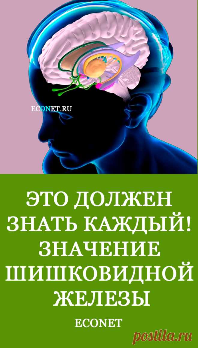 Это должен знать каждый! Значение шишковидной железы

Шишковидная железа. Ее еще называют эпифизом или пинеальной железой. И именно в результате работы эпифиза в обновленных условиях, проще говоря, изменения волновой частоты, у человека и открывается духовное видение.