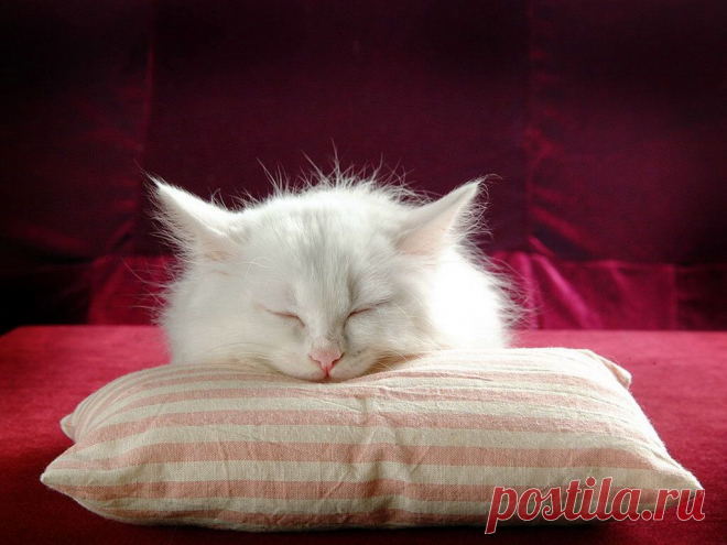 Первая помощь кошке - КотоХаус: кошки, породы кошек, уход за кошками, воспитание кошек