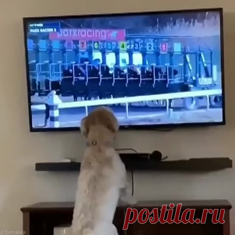 Ну почему я не лошадка