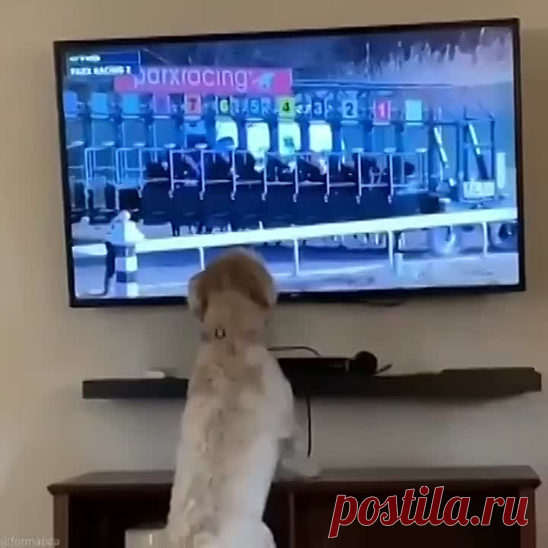 Ну почему я не лошадка