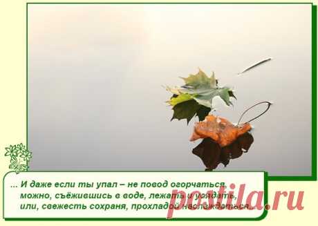 Хорошее настроение рядом